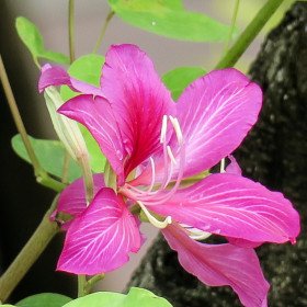 Hawaiian orchid tree, Bauhinia Purpurea
